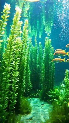 Сад под водой #ai #aiart #aishorts #nature #underwater #water