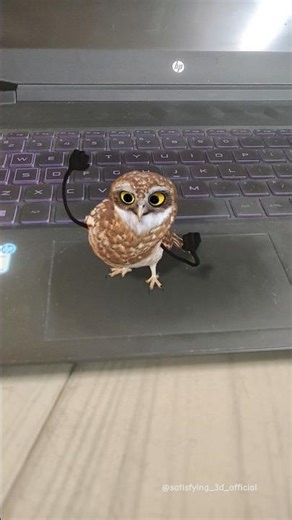 Owl Dancing on Laptop