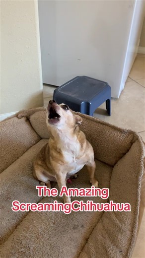 The Amazing Screaming Chihuahua: Hilarious Dog Moments