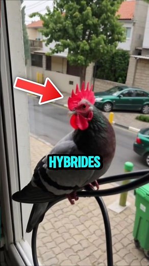 Les 4 animaux hybrides les plus incroyable !😱