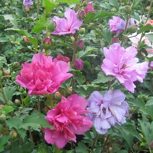 Althea Rose of Sharon Plant - Hybiscus Syriacus 2.5 in Pot - Etsy