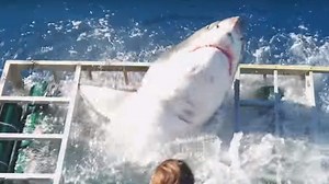 Duiker in kooi overleeft aanval witte haai