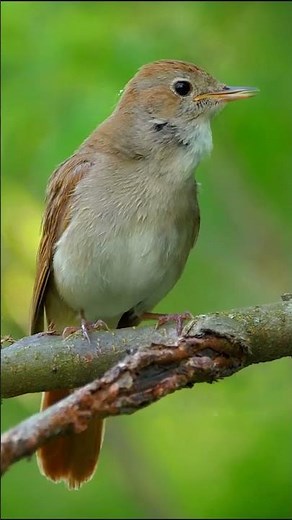SUARA BURUNG SIKATAN LONDO DI HUTAN RIMBA | NIGHTINGALE #birds #shorts #sikatanlondo #nightingale