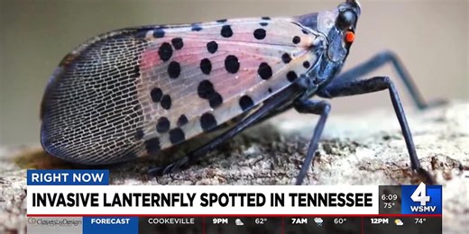 Invasive lanternfly spotted in Tennessee