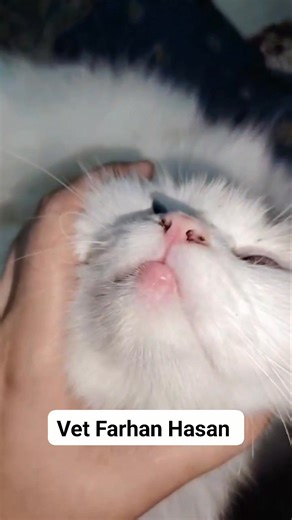 Rodent ulcer due to flea. | Vet Farhan Hasan