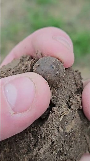 The Musket Ball #metaldetecting
