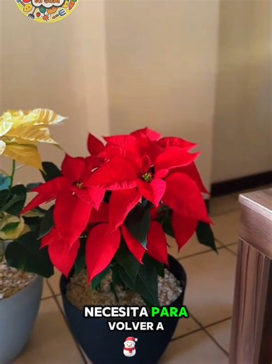 Cuidados esenciales para la flor de Pascua