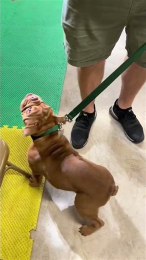 Obie dis so good at his first training class #dogmomhome... #Shorts #spins_withsam