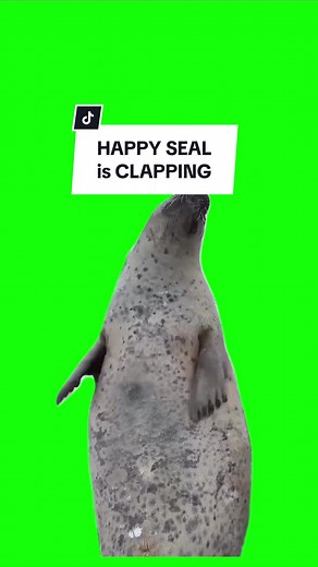 Happy Seal Clapping Meme: Funny Seal Gifs and Memes