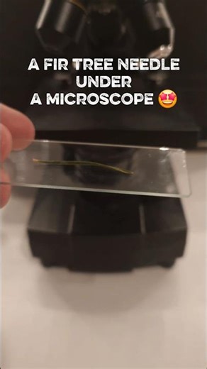 microscopic observation of a fir tree needle #microscope #science #experiment
