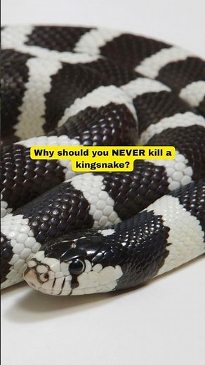 Did you know kingsnakes are known for eating rattlesnakes?