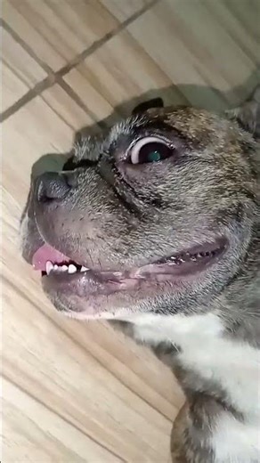 Oh noo...😱#puppy #frenchbulldog#button