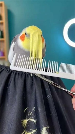 Cockatiel Gets A Fresh Haircut! ✂️ So Satisfying! #Shorts #FunnyBirds #cockatiel