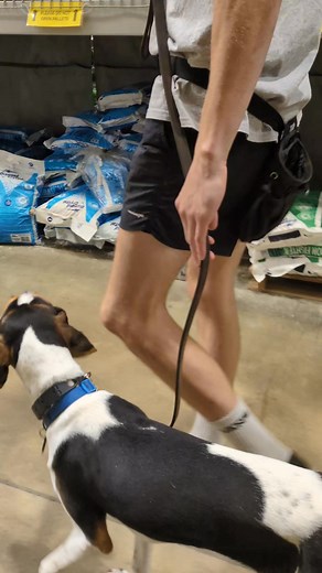 Piper's first time training with us, and she's already mastering heel! | VCA White Oak Animal Hospital