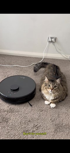 Luna's New Robot Cleaner from Lefant: A Cat's Dream