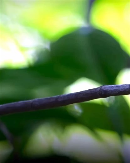 Scary Bird Screams Compilation and Edits