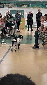 15K views · 785 reactions | Ruby’s first day of school | Funny Farm Rescue | Facebook