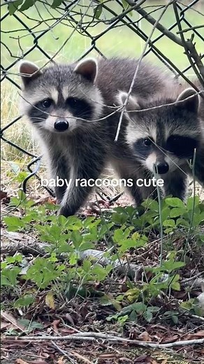 Baby Racoons #shorts #animals #nature #wildlife #cute #cuteanimals #racoons