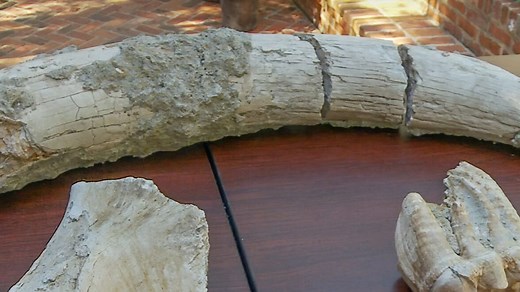 Prehistoric fossils dating back to the Ice Age found in Louisiana. About discovery here