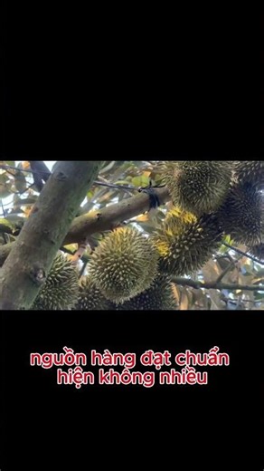 Giá Sầu Riêng 7/4/2026 Tăng Nhẹ 🔥 Thái 115k | Musang King 140k | Xem Ngay