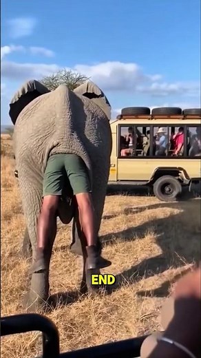 How did this man get stuck inside an elephant? #elephant #viralstory #shortsviral #trendingshorts