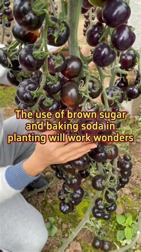 The use of brown sugar and baking soda in planting will work wonders! #planting #garden #farming #agriculture #vegetables Vegetable.Agriculture | Vegetable.Agriculture