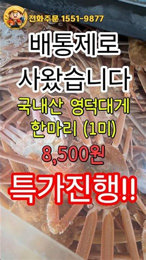 🦀 새벽 직입찰! 대표님이 직접 어선과 단독 계약해서 들여온 국내산 영덕 대게