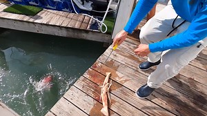 82K views · 1K reactions | This swordfish battle was an exciting one! The fish got "Tail Wrapped" and went ballistic on the surface racing around and charging the boat. Eventually the fish tired out and we got it in the boat! #stanzfam #swordfish #37Freeman | Capt. Nick Stanczyk | Facebook