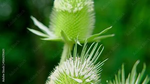 winged single insect with wings, bee carpenter purple, Xylocopa violacea, Apidae collects nectar from flower, makes honey, beekeeping, getting useful honey, natural ecological product, save nature