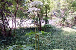 Giant hogweed: Not widely spread in Michigan