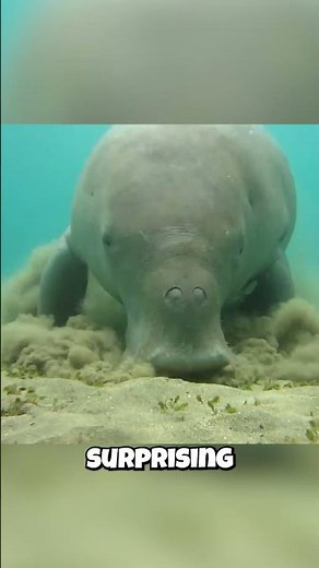 Dugongs: They're Related to ELEPHANTS?! 🐘