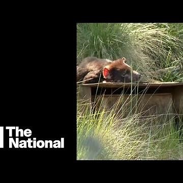 Australia fights to protect Tasmanian devils