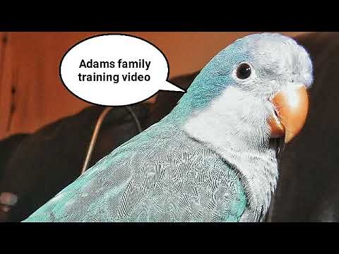 Parrot parakeet training video ( Adams family theme tune ) whistled