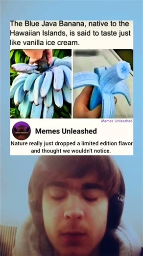 The blue Java Banana 🍌 💙 #memes #banana #funny #amazing