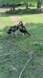 Tune in for tomorrow’s Home Safari as we go out on the savanna to learn about the animals that live there. It’s also bone day for our vultures which should be cool to watch. | Cincinnati Zoo & Botanical Garden
