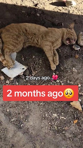 Heartbreaking Transformation: Stray Cat's Emotional Journey from Sadness to Happiness