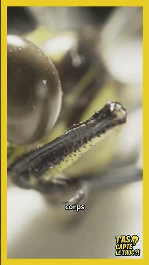Pourquoi la libellule est l’insecte le plus rapide ?