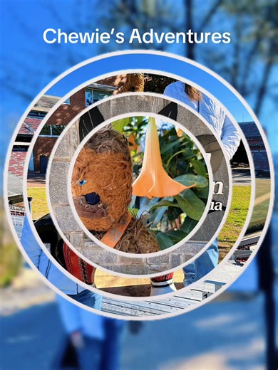 Chewie went on an adventure to Athens, GA this weekend. He visited the UGA campus and the State Botanical Garden of Georgia. #chewiesadventures #chewiestravels #chewie #athensga