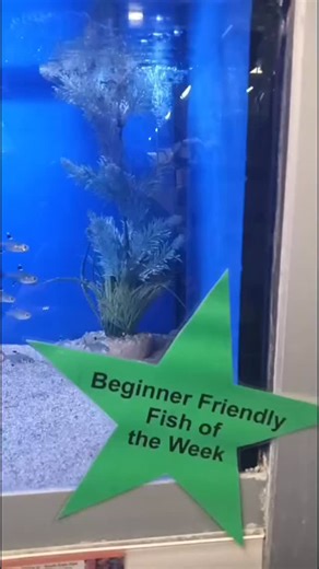 World of Water Crawley on Instagram: "🐟 Fish of the Week: X-Ray Tetra (Pristella maxillaris) X-Ray Tetras make excellent community fish thanks to their peaceful temperament and hardy nature. They mix well in small community tanks and are a great choice for beginner aquarists. These fish prefer to be kept in groups of 6 or more, which helps them feel secure and display natural schooling behavior. A darker aquascape with live plants provides the best environment and helps enhance their coloration