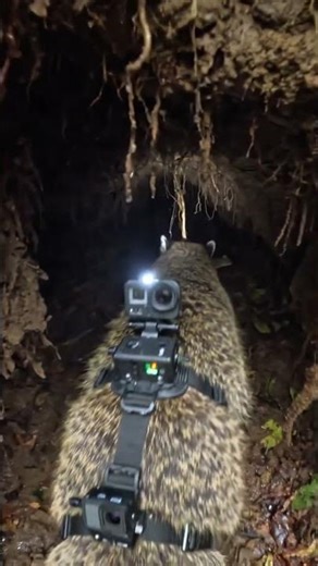 Coati POV: Something Moved Inside the Tunnel…