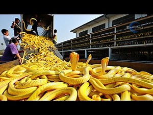 CHINA Breeds MILLIONS OF SNAKES on One Square Kilometer | Chinese Snake Farm