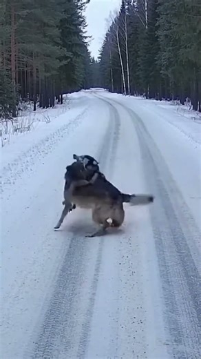 Two Wolves – Intense Pack Standoff in the Wild! 🐺🐺 #Wolves #WolfPack #Wildlife #AnimalBehavior