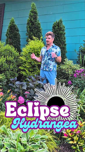 UPDATE on the new ECLIPSE Hydrangea!!! 🌑 It's a great plant! Our garden, Naughty Pine, is located in Zone 7b/8a in Fort Payne, Alabama. We usually host a garden tour every June. I plan to keep making more (and better) content across all platforms, so y'all hang on and follow for more garden goodness! 💜 Thanks for watching! 🕺 Matty Croxton (and Byron) #garden #gardening #springgarden #flowers #flowergarden #flowerboy #landscaping #fyp #hydrangeas #mattycroxton #naughtypine #fortpayne #yardofth