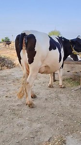 115K views · 2.4K reactions | Jarsi Friesian cross cow for sale #animal #farming #viralpost #cows | Apna punjab tv | Facebook