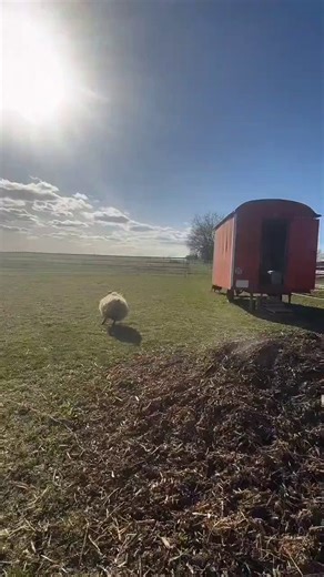 hello. life of a happy sheep