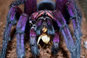 Discover the Top 5 Most Expensive Spiders You Can Buy in 2024