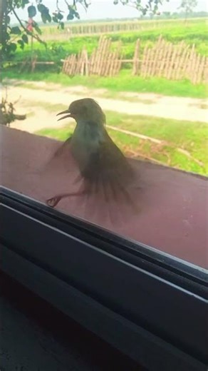 The Cute Bird Visit my Window Again 😘