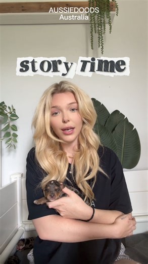 AussieDoods Australia on Instagram: "Our crazy week 🐾 . . . . . . . . . . . #aussiemountaindoodle #aussiedoodle #australianshepherd #bernedoodle #bernedoodlepuppy #newbornpuppies #puppybirth #neonatalcare #puppytubefeeding #puppycare #puppylife #puppystorytime #doodletales #bernesemountaindogs #poodlemix #merle #bluemerle #tricolor #apricot #babydogs #puppiesofinstagram #puppylove #puppies #instadog #dogsofinstagram #puppyoftheday #puppycuddles #doodlelove #doglife"