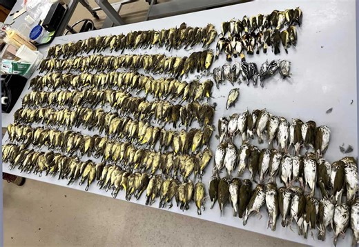 Light pollution entrapping migrating birds in cities, leading to their death en masse: Study