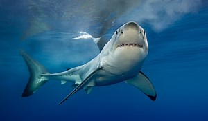 Texas emerges as a shark attack hotspot in new study